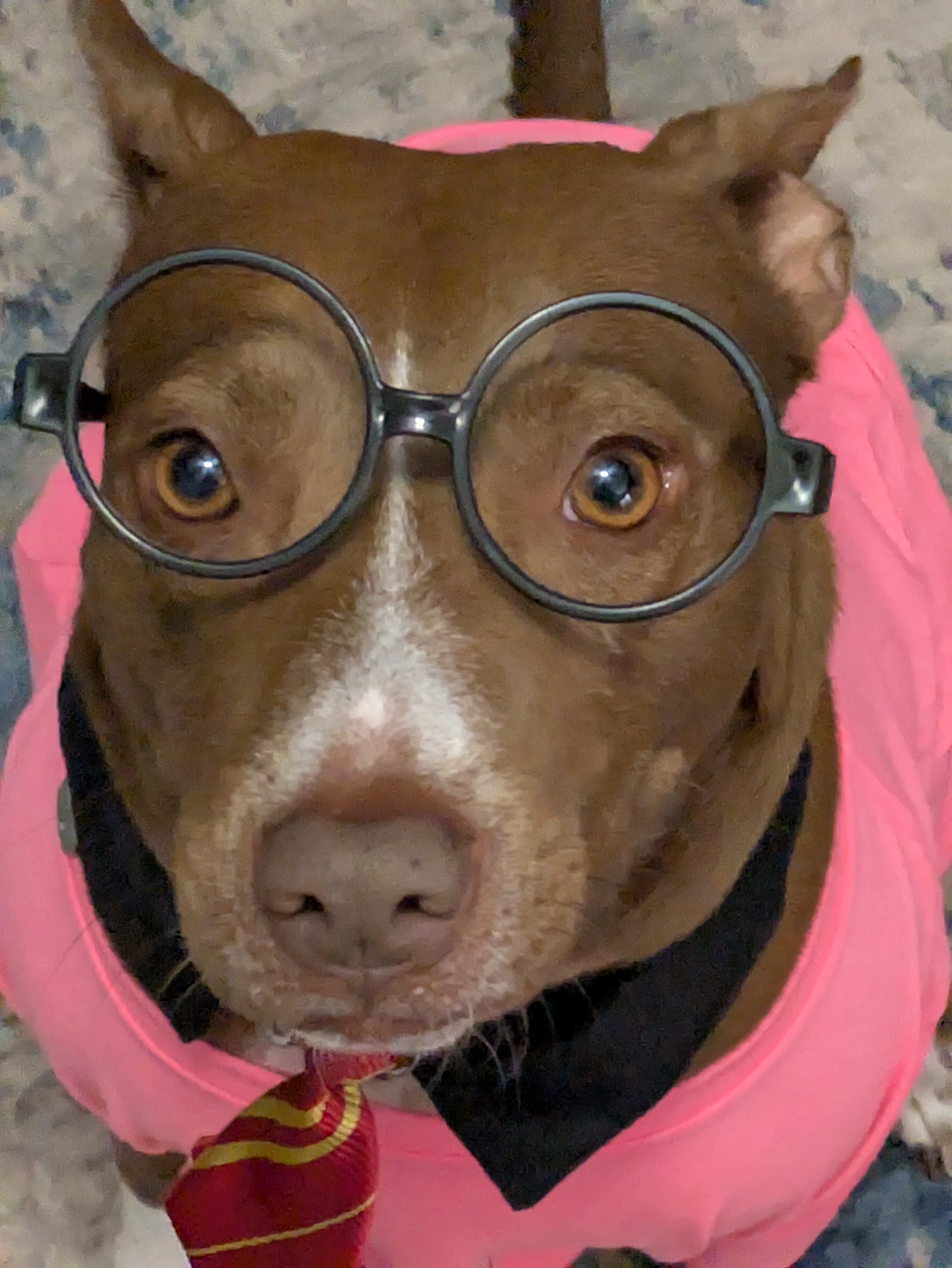 Sugalite, Janekia’s rescue pup